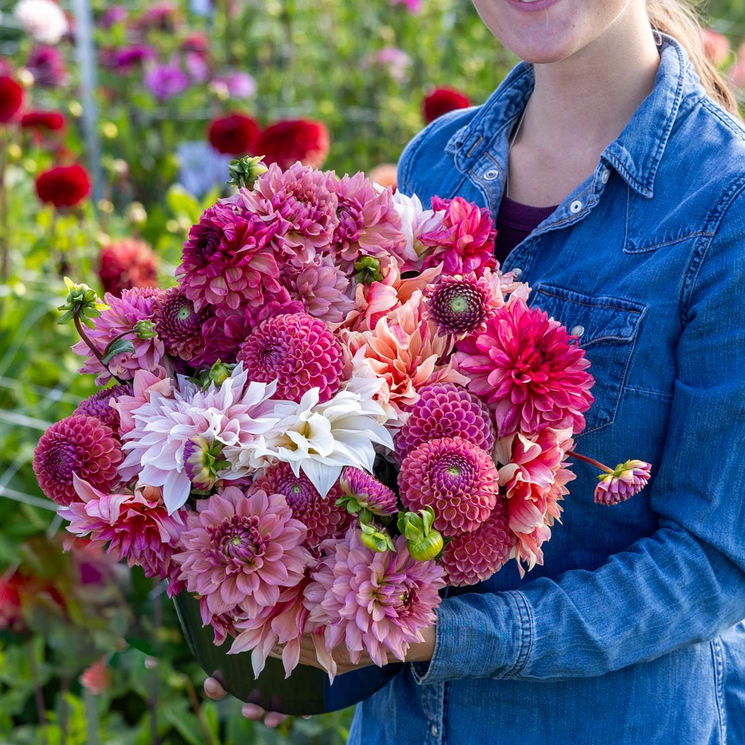 Dahlia Mix 'Dusty Rose'